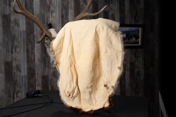 Randy's Beaver Fur